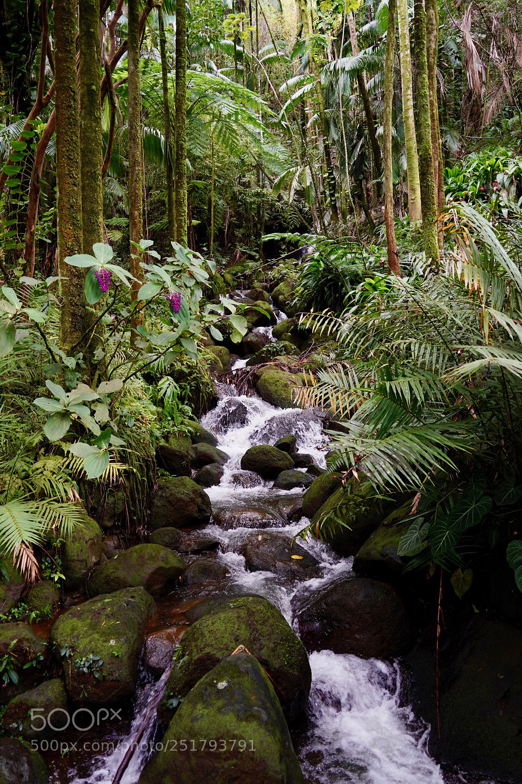 Sony a9 sample photo. Jungle stream photography
