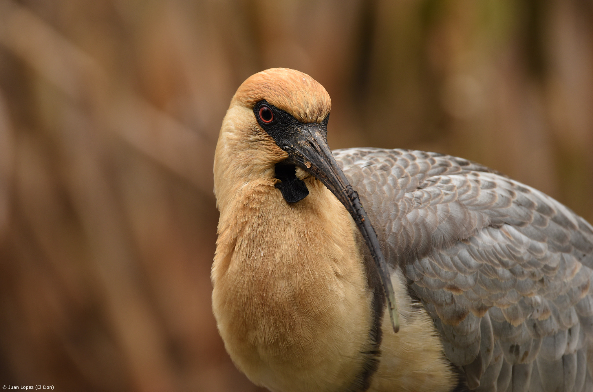 Sigma 150-600mm F5-6.3 DG OS HSM | S sample photo. Ibis....!! photography