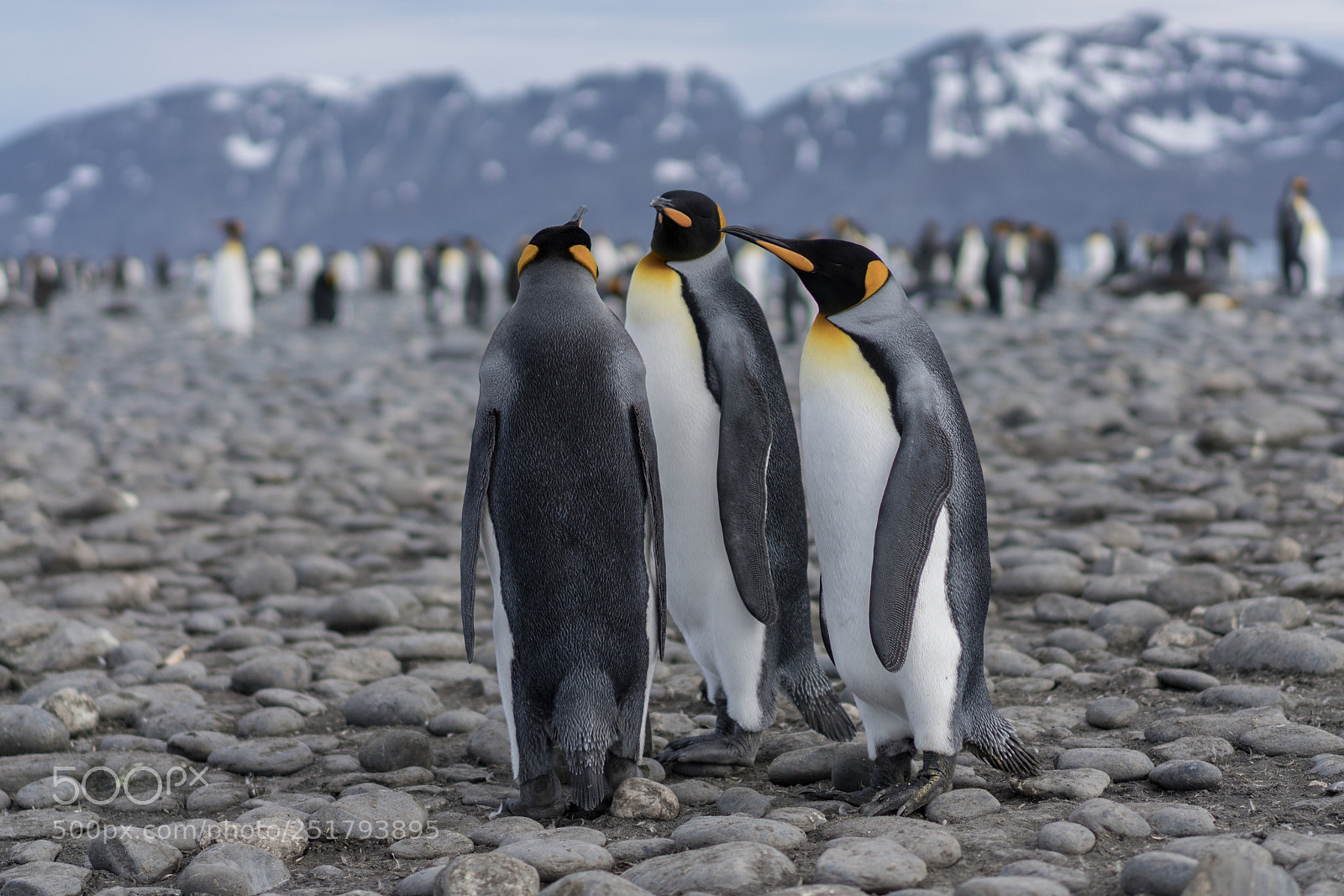Sony a7R II sample photo. Salisbury plains, south georgia photography