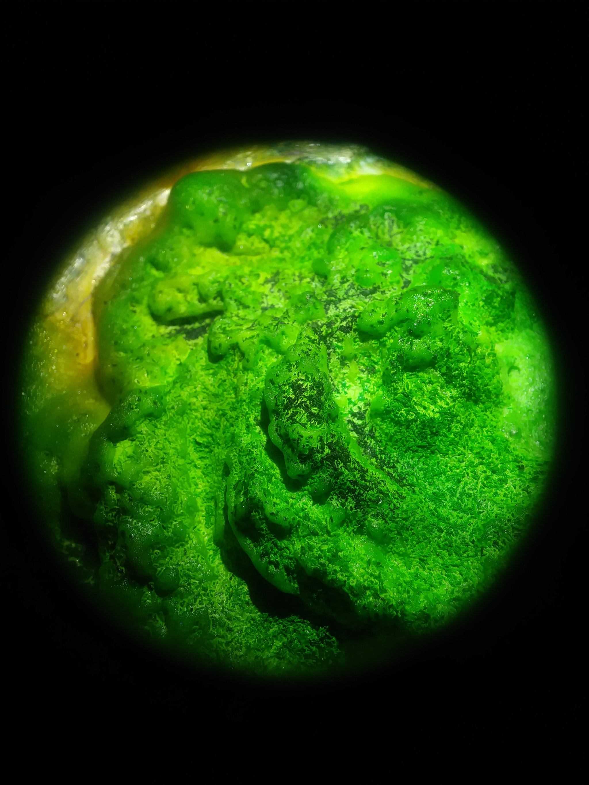 LG ARISTO sample photo. Forest photography