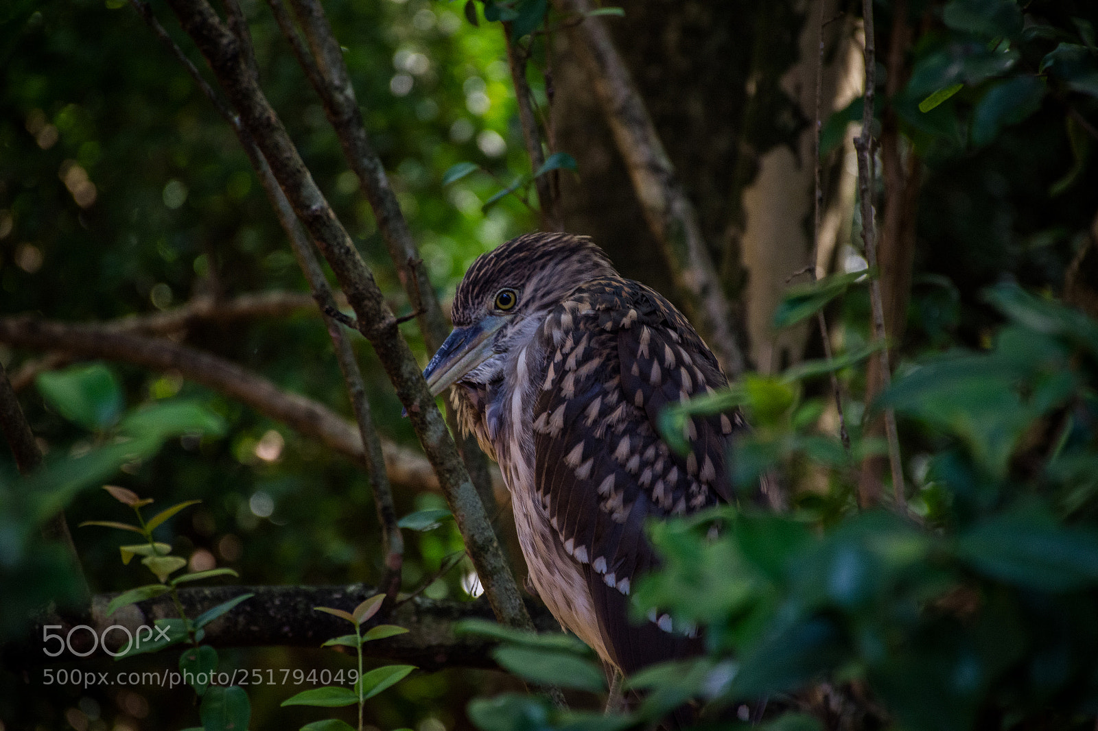 Nikon D7200 sample photo. Bird seated in a photography
