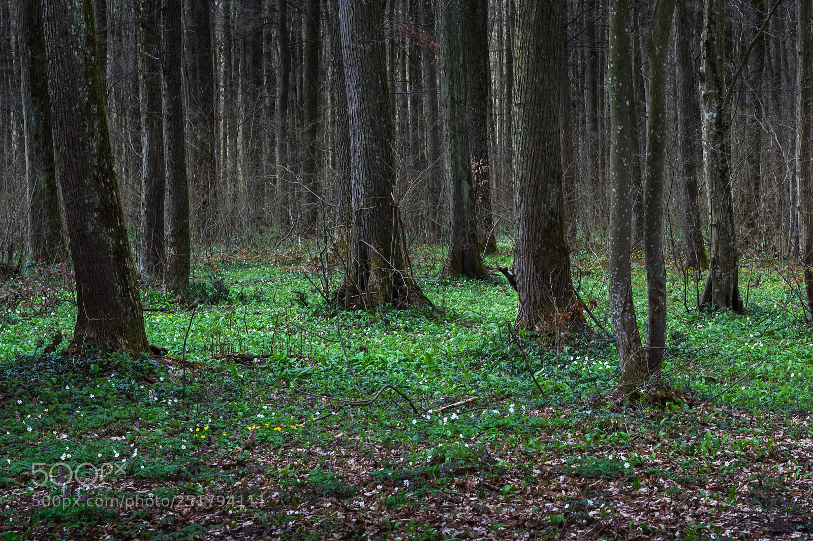 Canon EOS 1300D (EOS Rebel T6 / EOS Kiss X80) sample photo. Spot the squirrel photography
