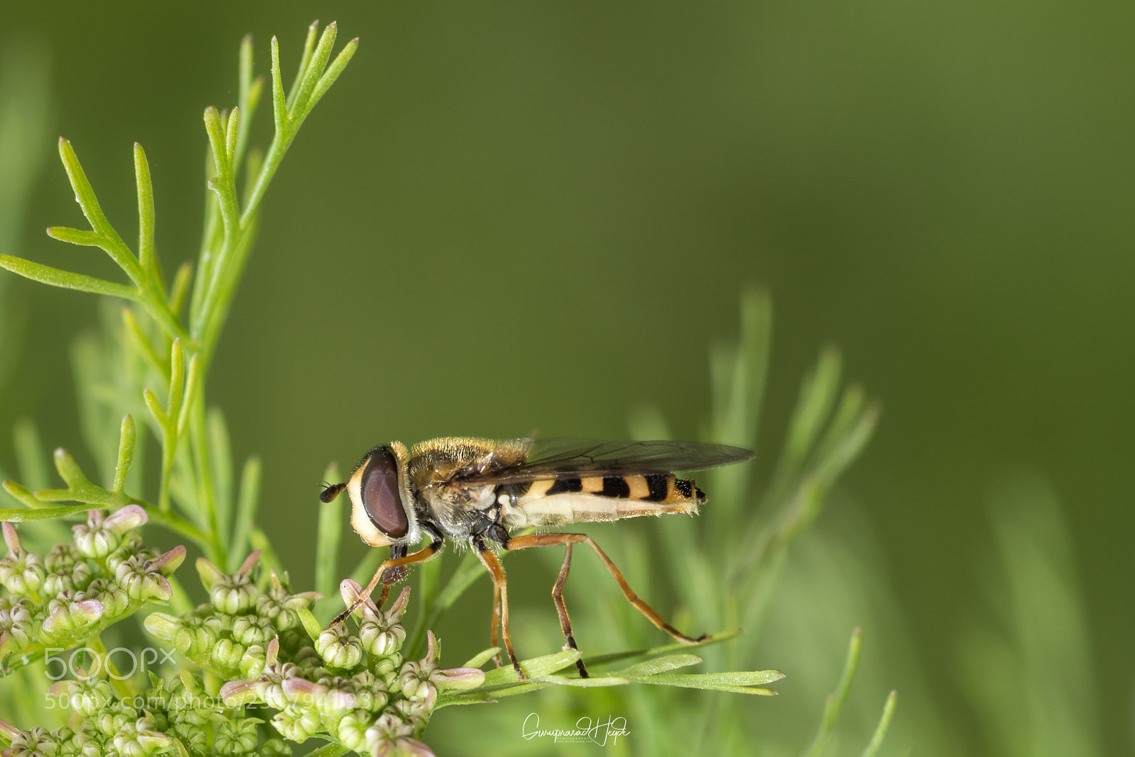 Nikon D810 sample photo. A honey bee in photography