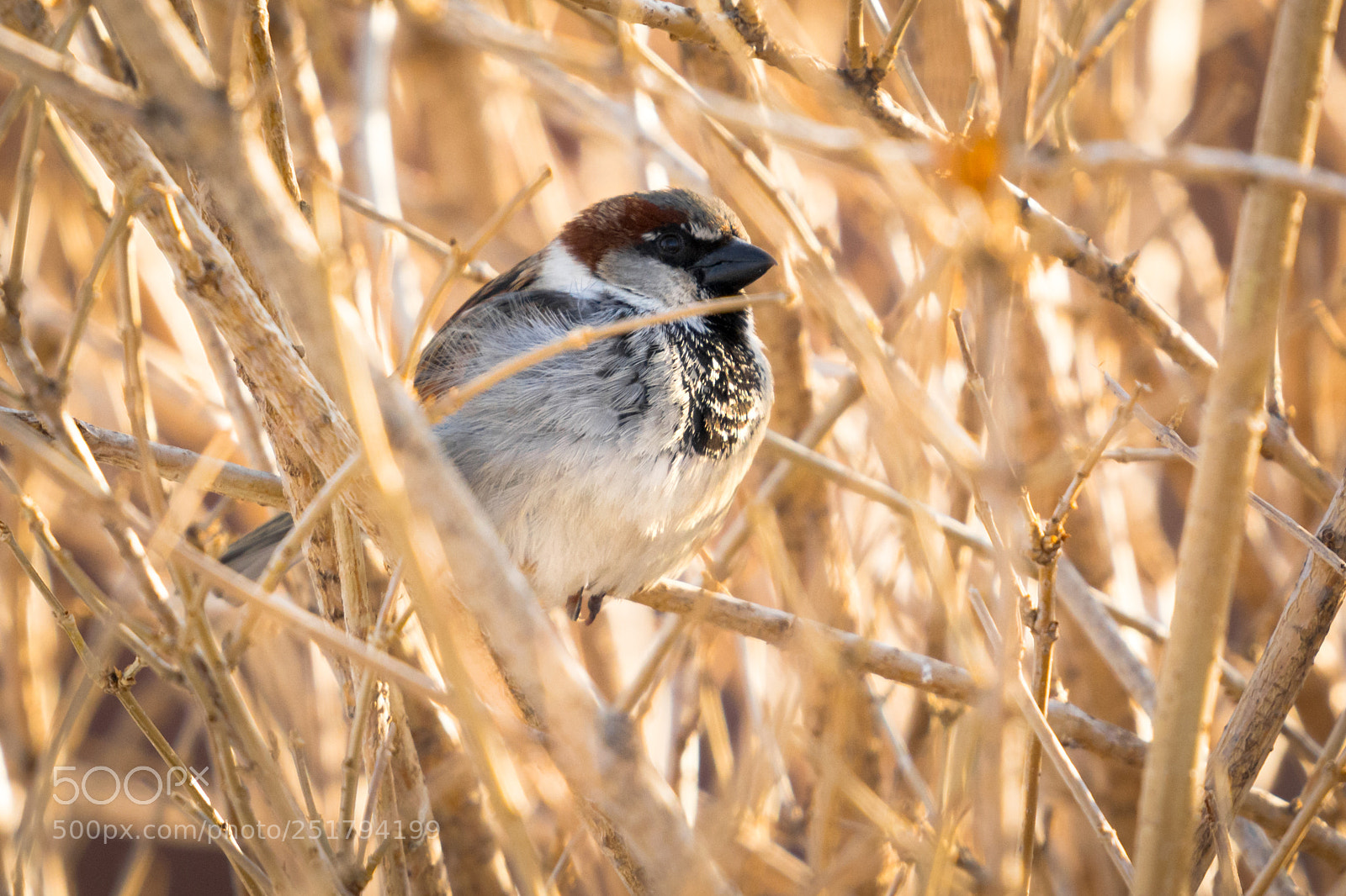 Nikon D5200 sample photo. Bird! photography