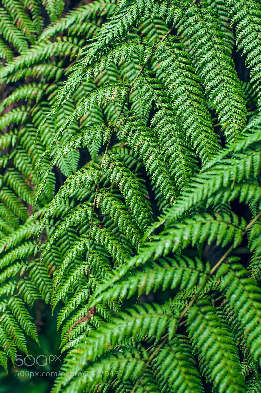 Nikon D5000 sample photo. Ferns photography