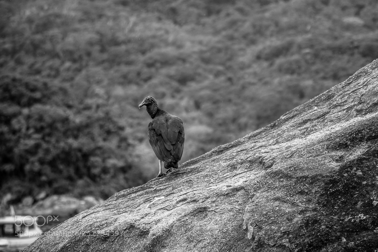 Nikon D7200 sample photo. Vulture in a rock photography