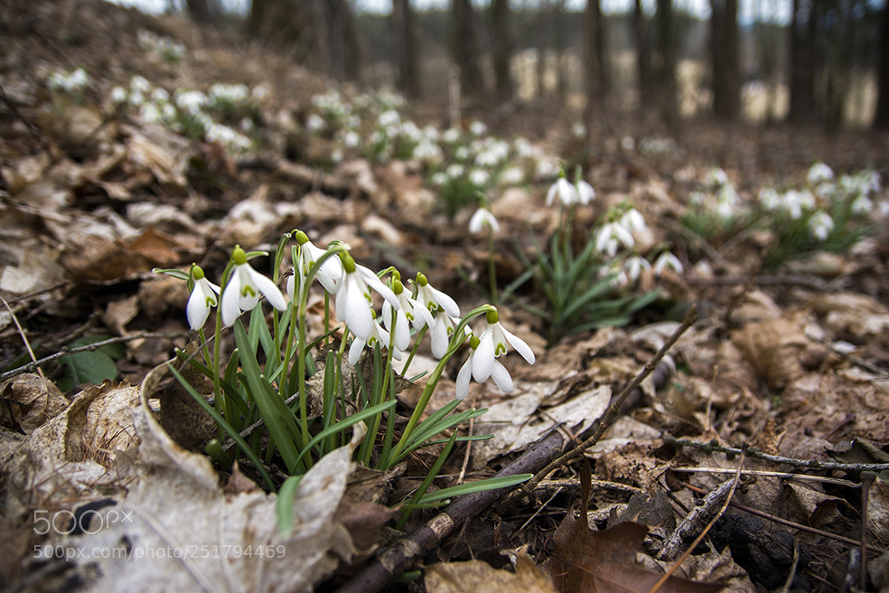 Nikon D7100 sample photo. Snowdrops photography