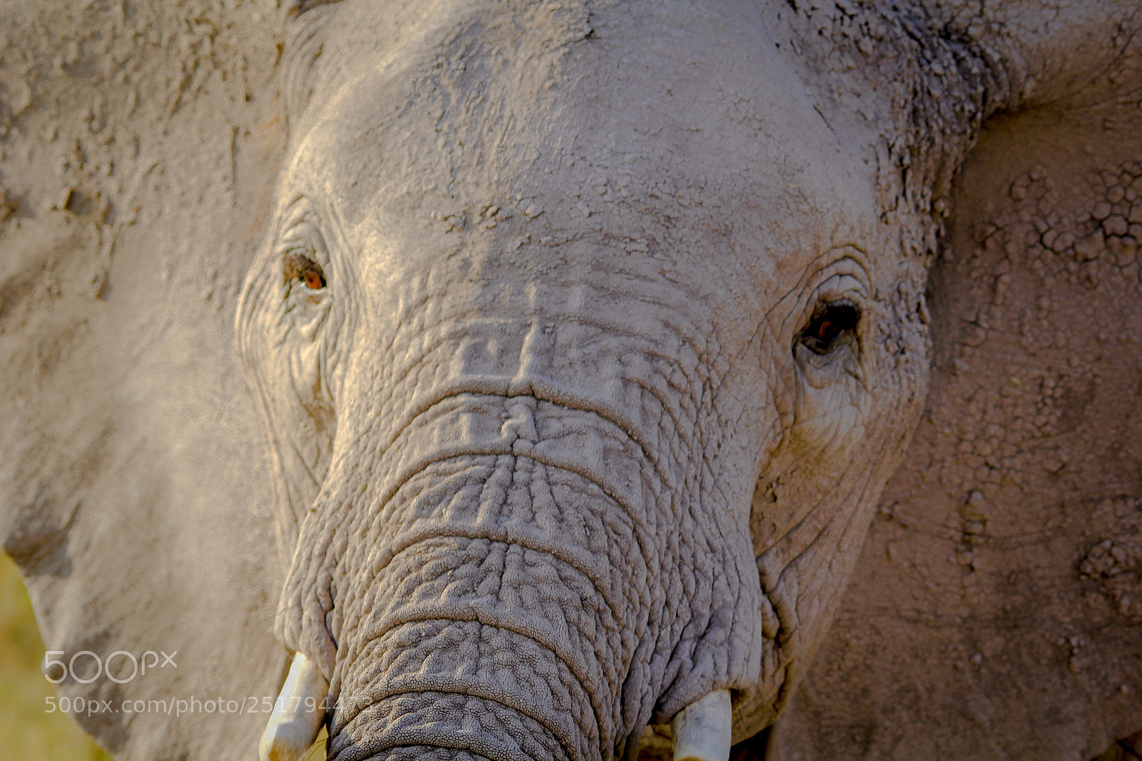 Canon EOS 60D sample photo. Bull elephant up close photography