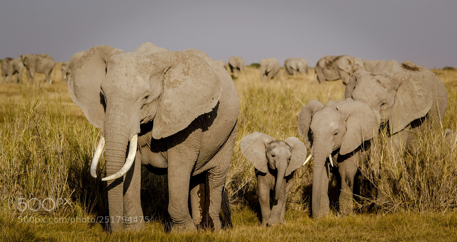 Canon EOS 60D sample photo. Elephant mom line photography