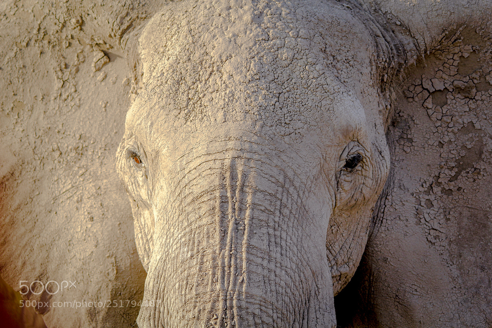 Canon EOS 60D sample photo. Elephant with mud up photography