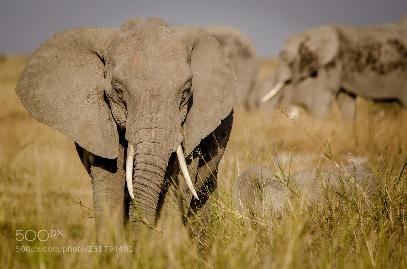 Canon EOS 60D sample photo. Old bull elephant photography
