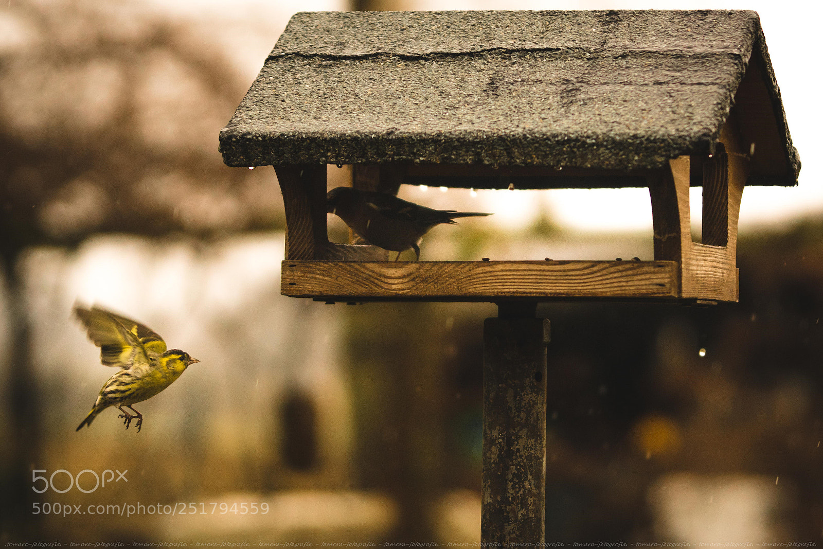 Sony ILCA-77M2 sample photo. A n f l photography