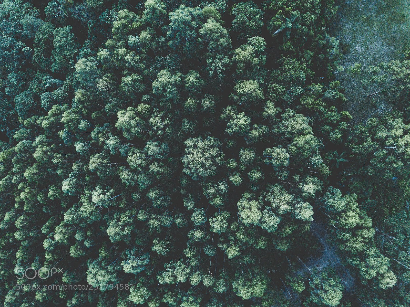 DJI FC220 sample photo. Eucalipto photography