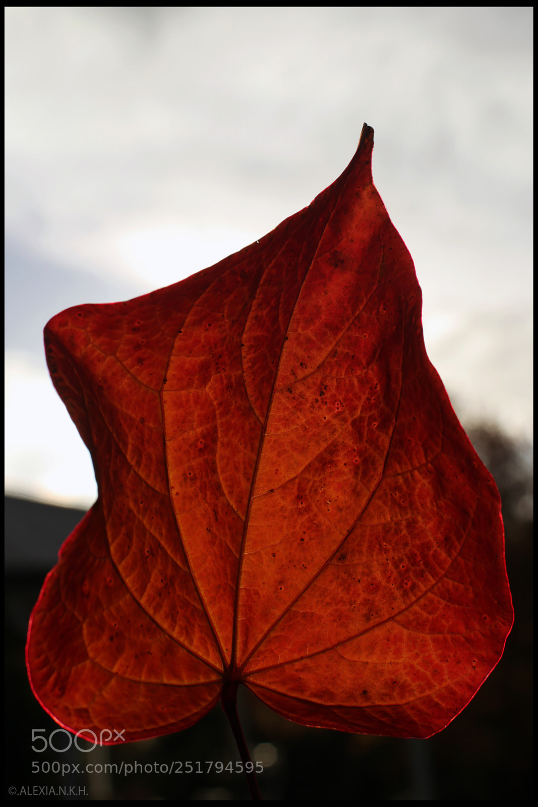 Canon EOS 5D Mark II sample photo. Red leaf photography