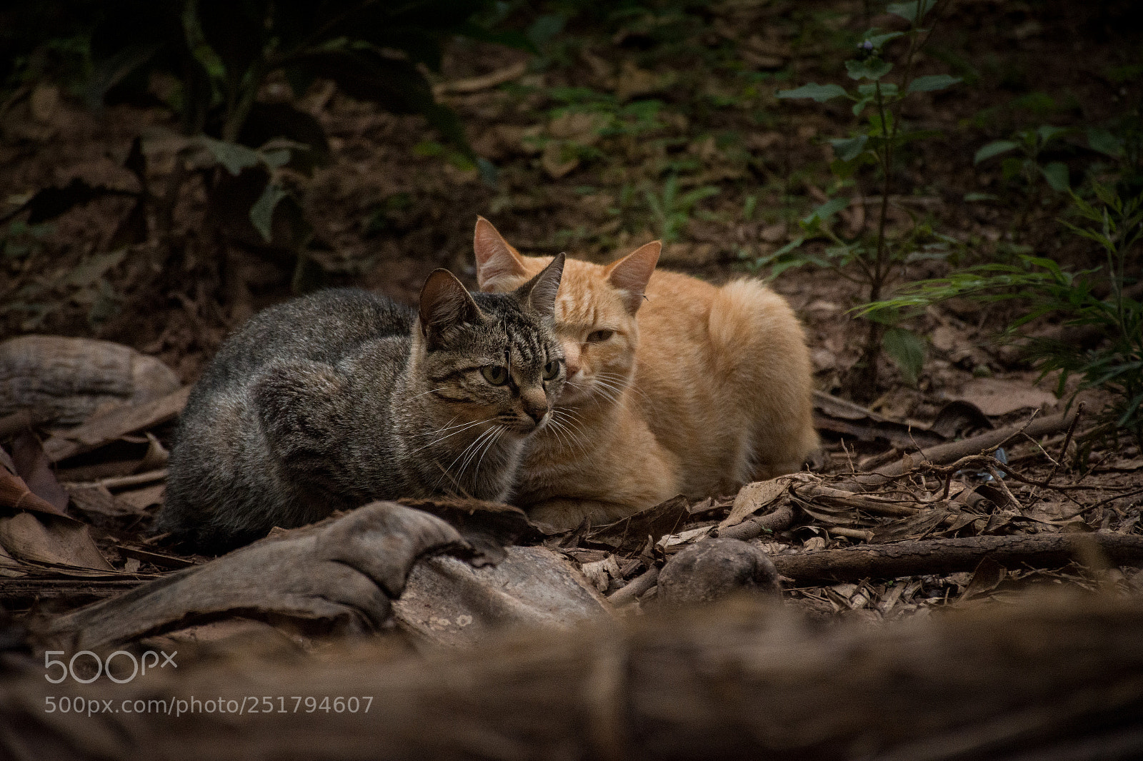 Nikon D7200 sample photo. Two brothers cat photography