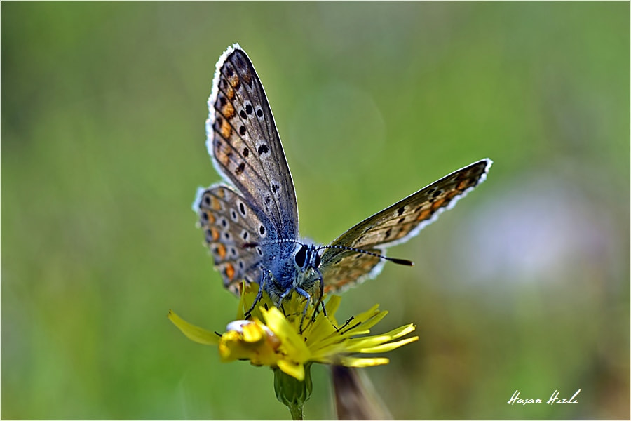 Nikon D3300 + ZEISS Makro-Planar T* 50mm F2 sample photo. Dsc photography