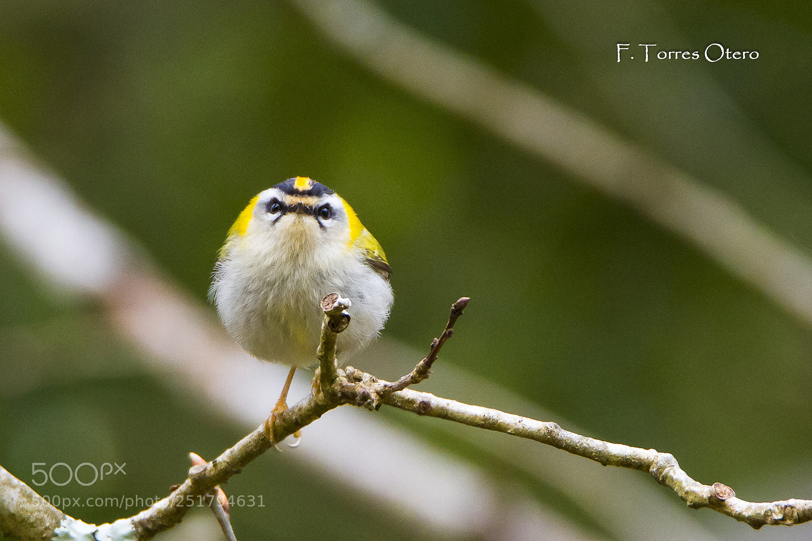 Canon EOS 7D sample photo. Regulus ignicapilla ♀ photography