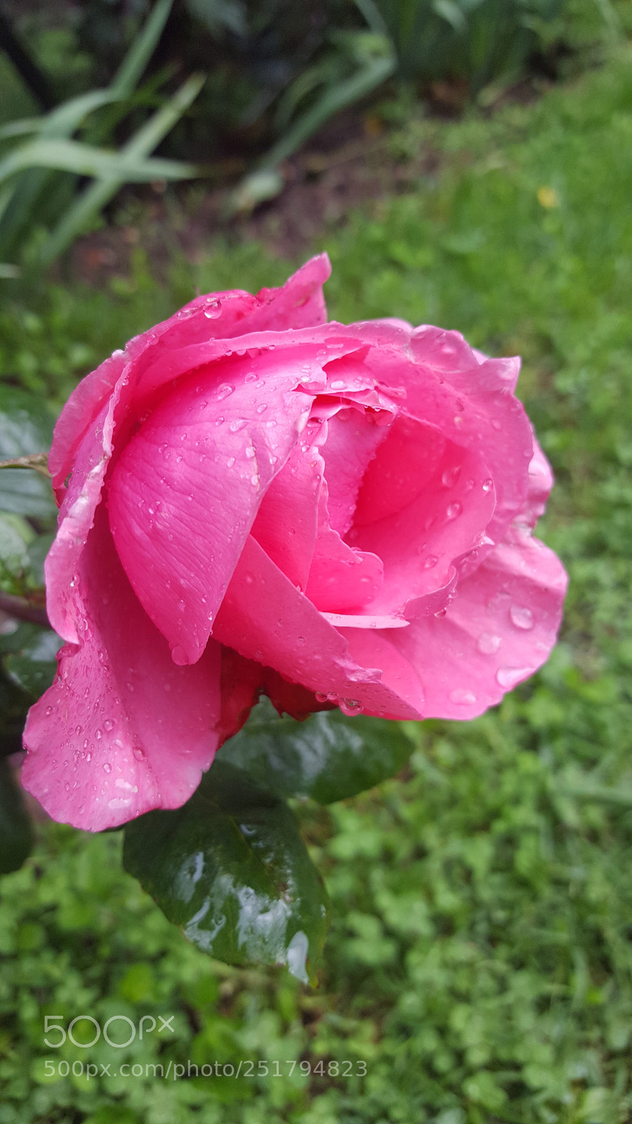 Samsung Galaxy S6 sample photo. Rosa fresca photography