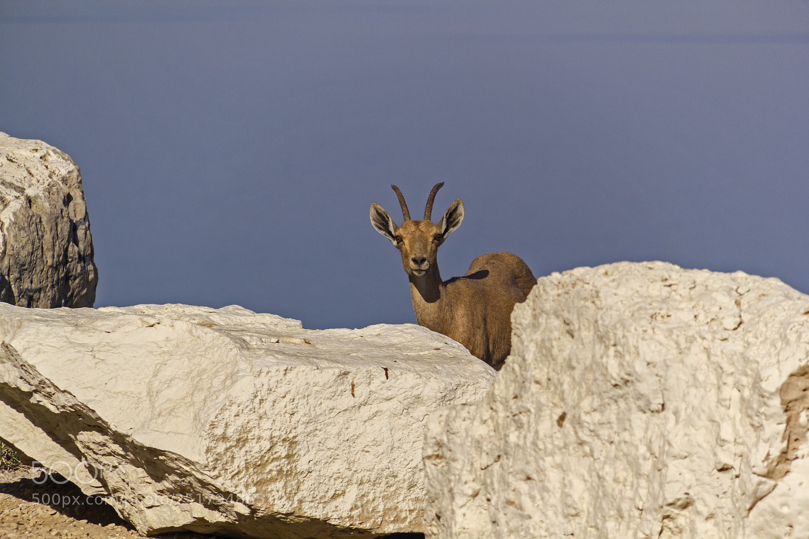 Canon EOS 550D (EOS Rebel T2i / EOS Kiss X4) sample photo. Nubian ibex on the photography