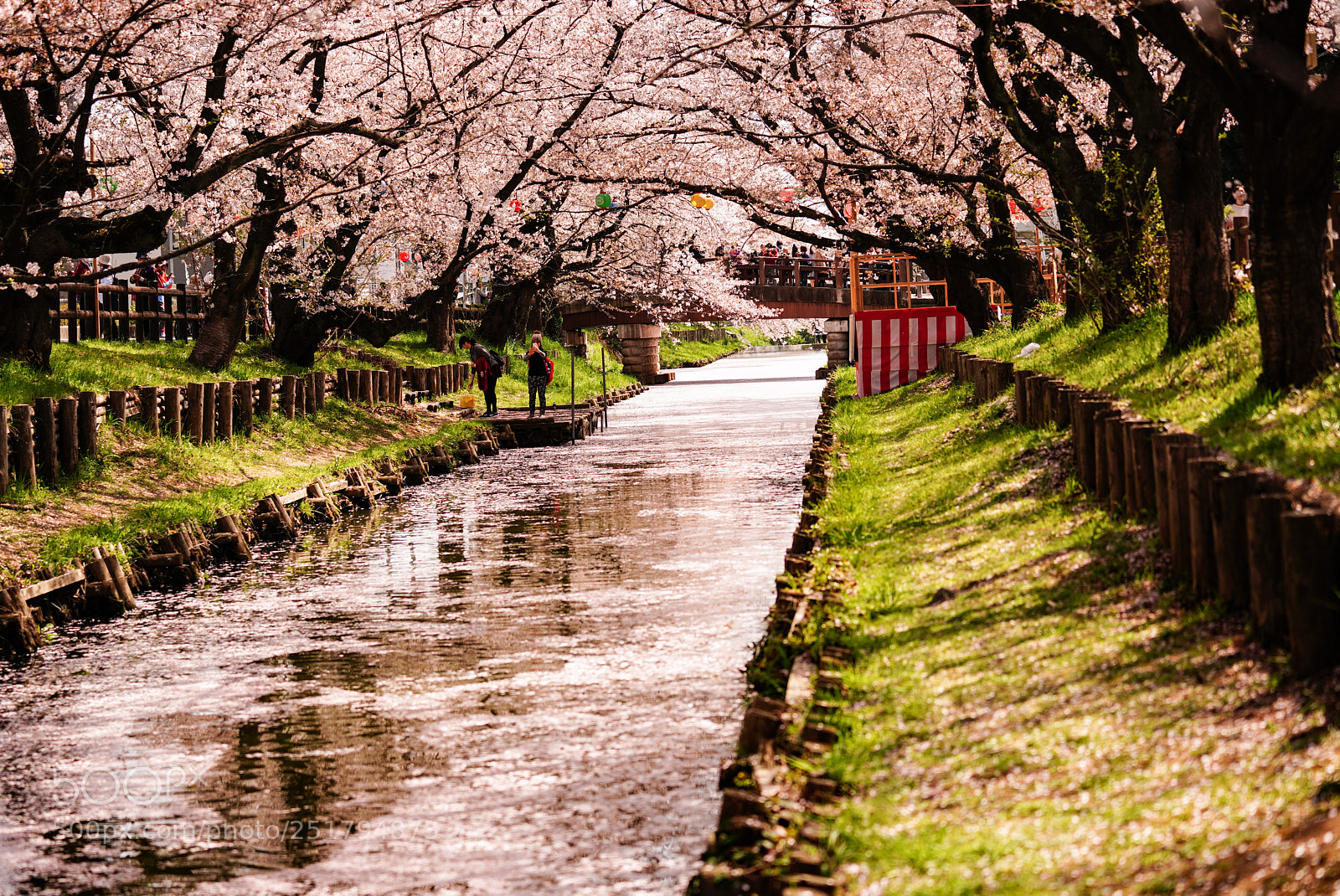 Sony a7R III sample photo. 新河岸川の桜 2018-2 photography
