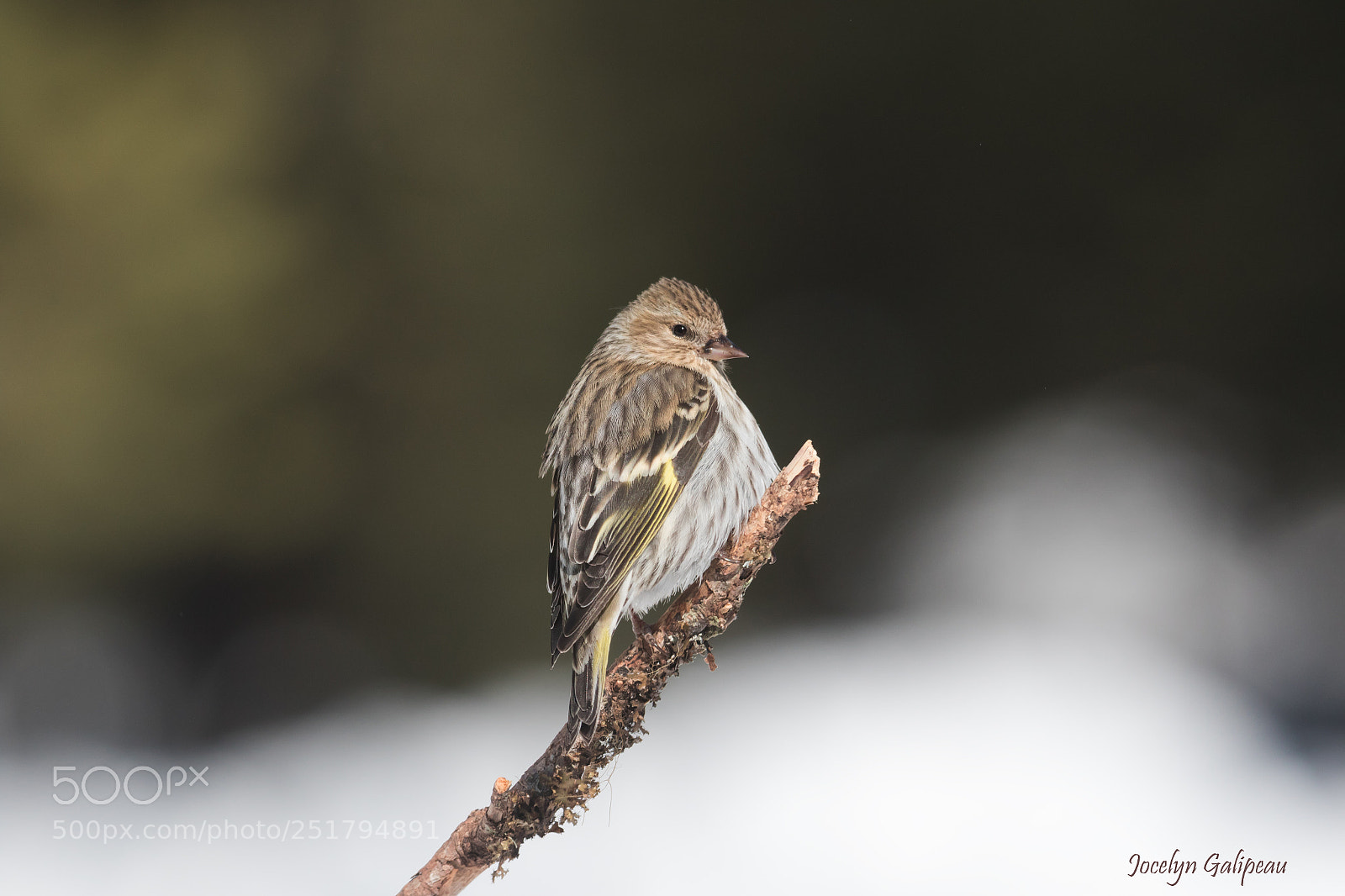 Canon EOS 7D Mark II sample photo. Siskin photography