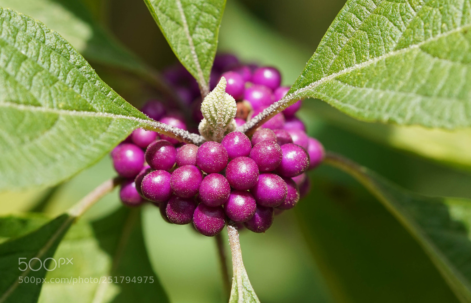 Sony a7R III sample photo. Nature's desires photography