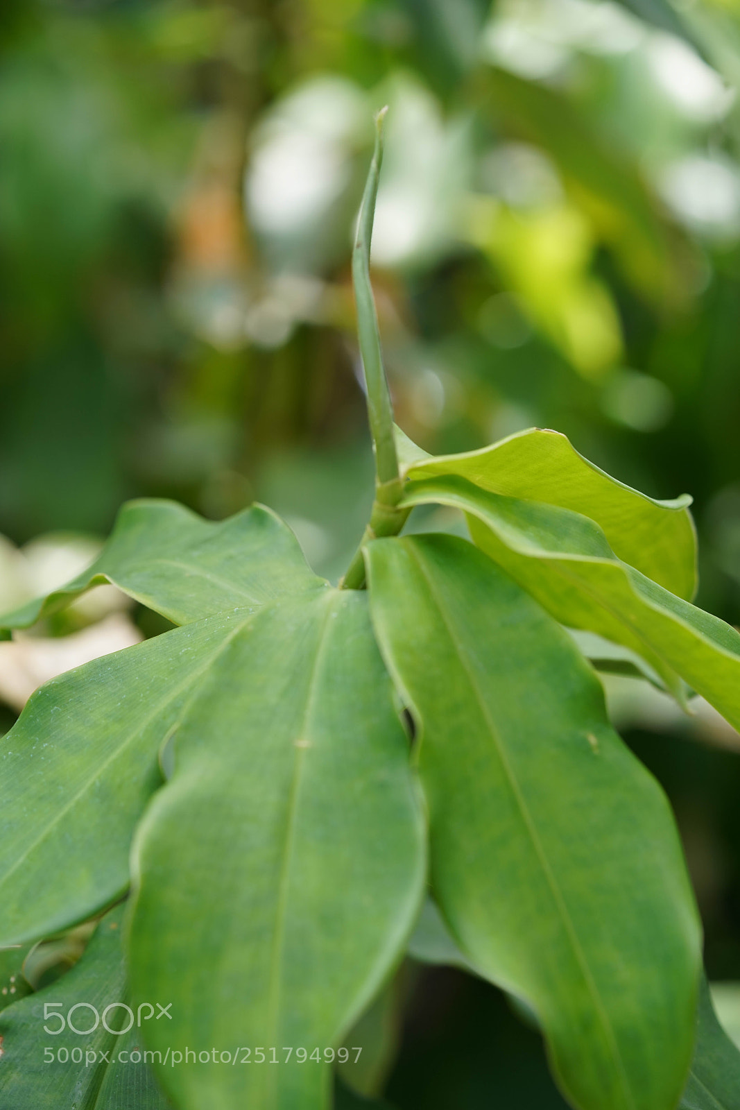 Sony a7R III sample photo. Nature's desires photography
