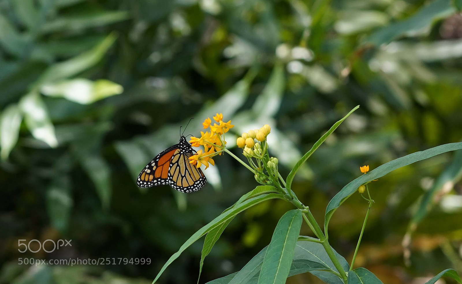 Sony a7R III sample photo. Nature's desires photography