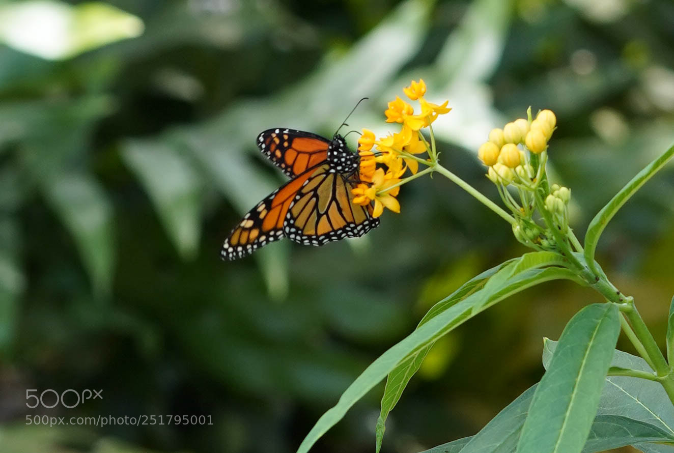 Sony a7R III sample photo. Nature's desires photography