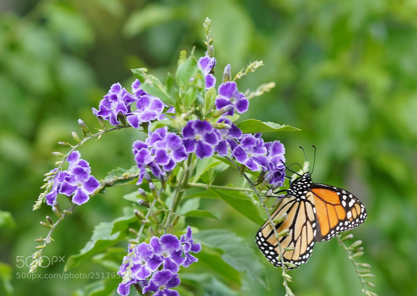 Sony a7R III sample photo. Nature's desires photography