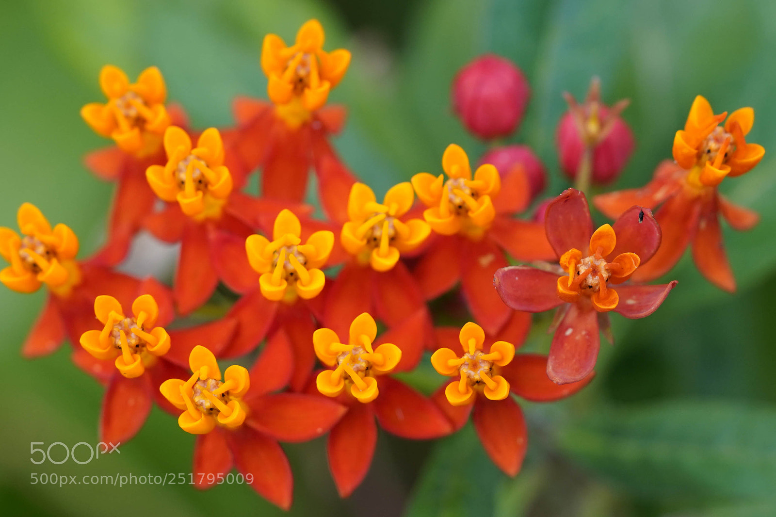 Sony a7R III sample photo. Nature's desires photography
