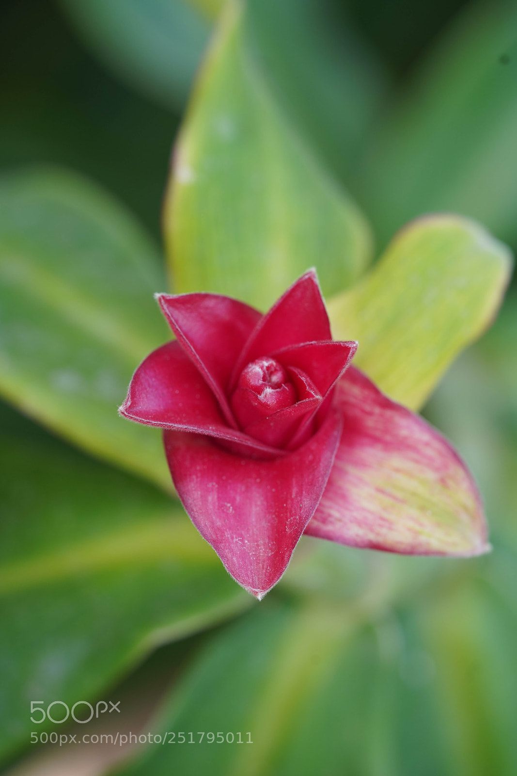 Sony a7R III sample photo. Nature's desires photography
