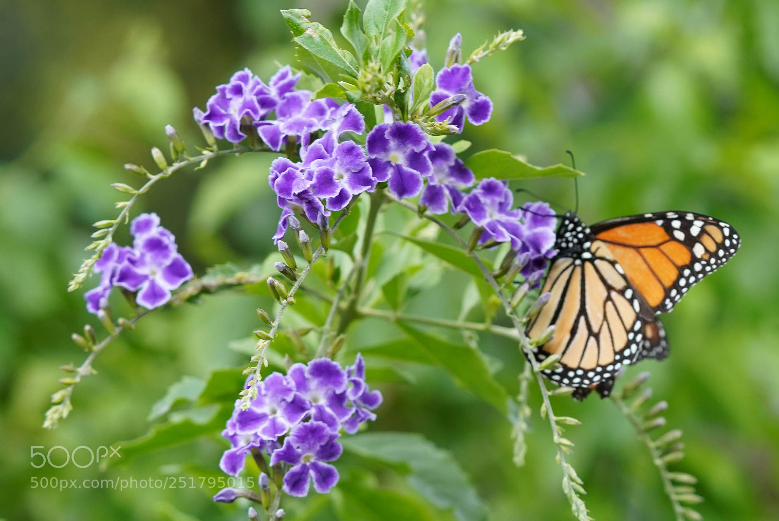 Sony a7R III sample photo. Nature's desires photography