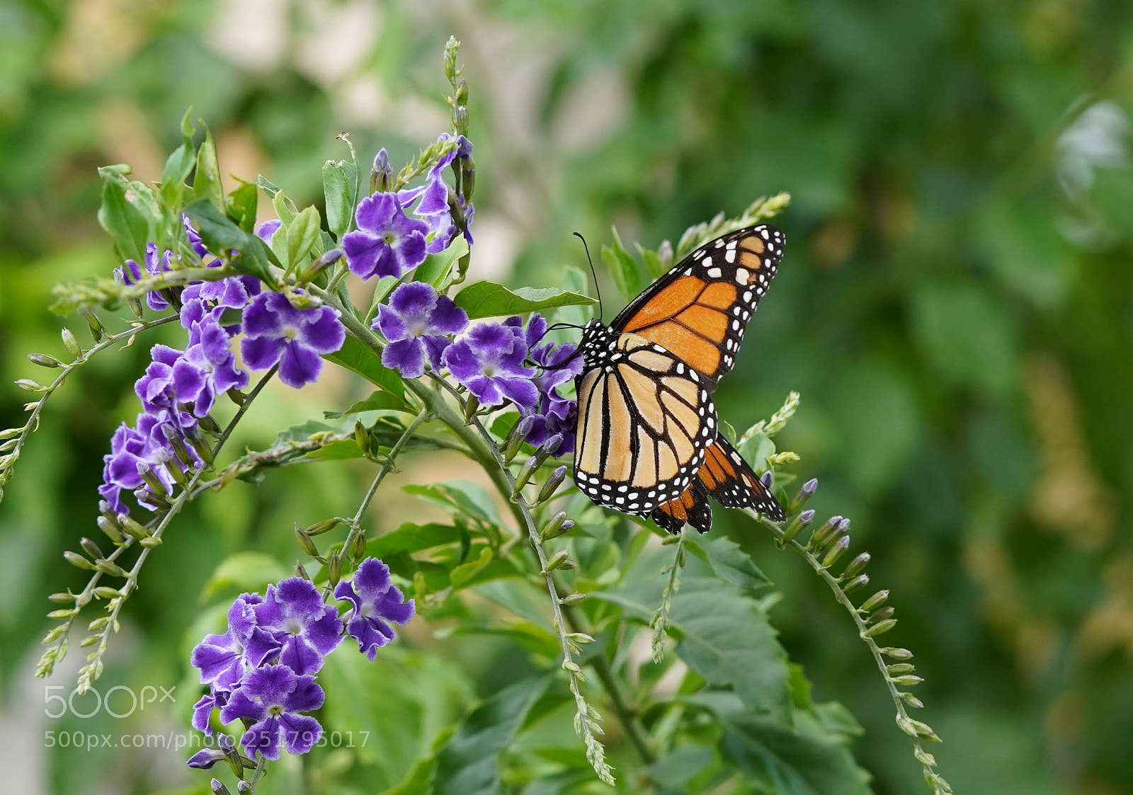Sony a7R III sample photo. Nature's desires photography