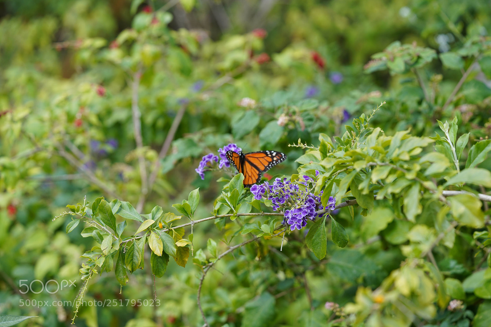 Sony a7R III sample photo. Nature's desires photography