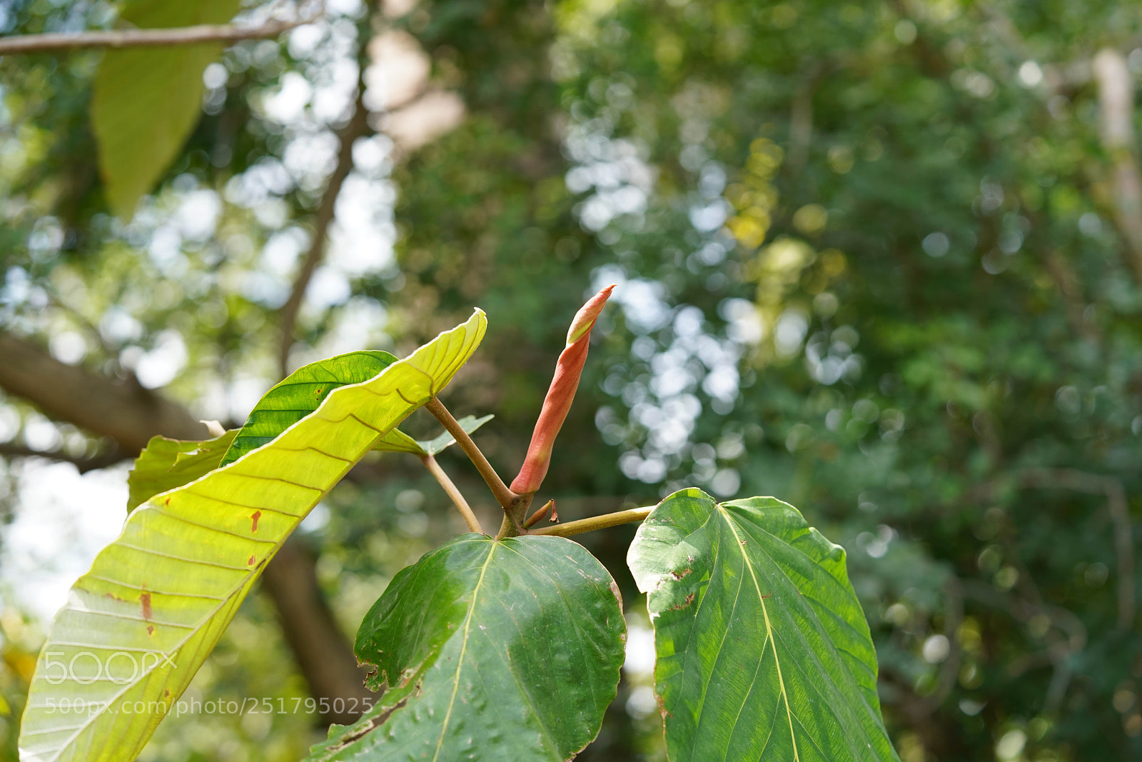 Sony a7R III sample photo. Nature's desires photography