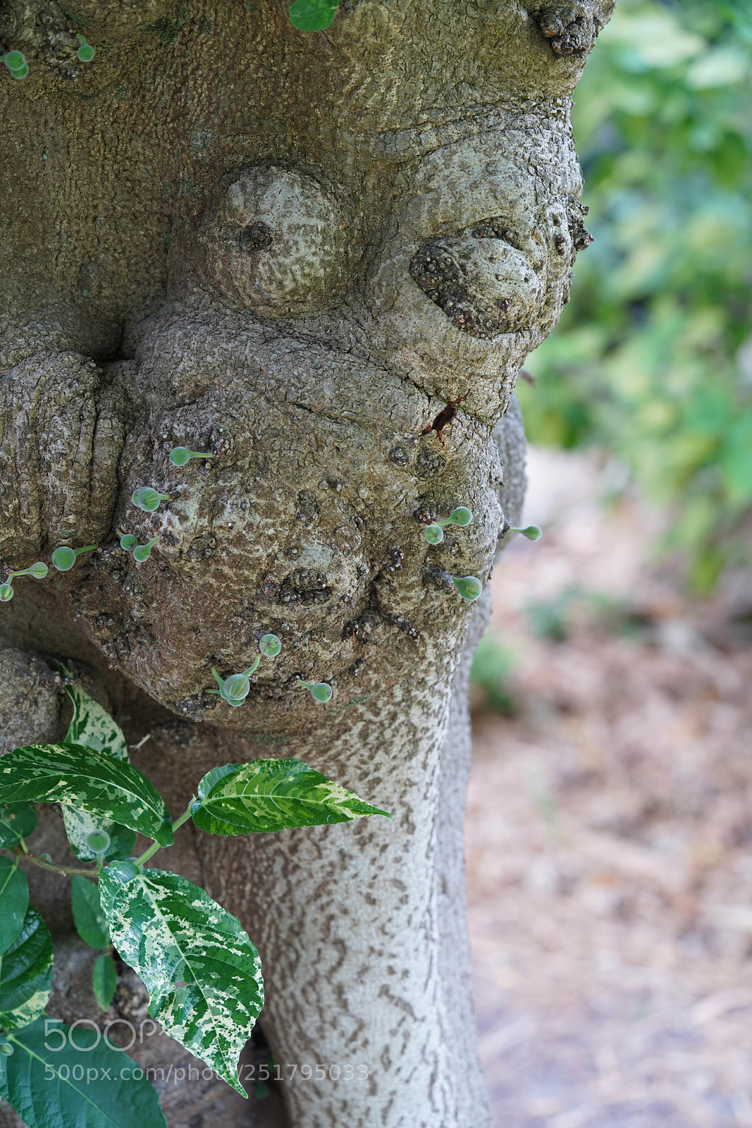 Sony a7R III sample photo. Nature's desires photography