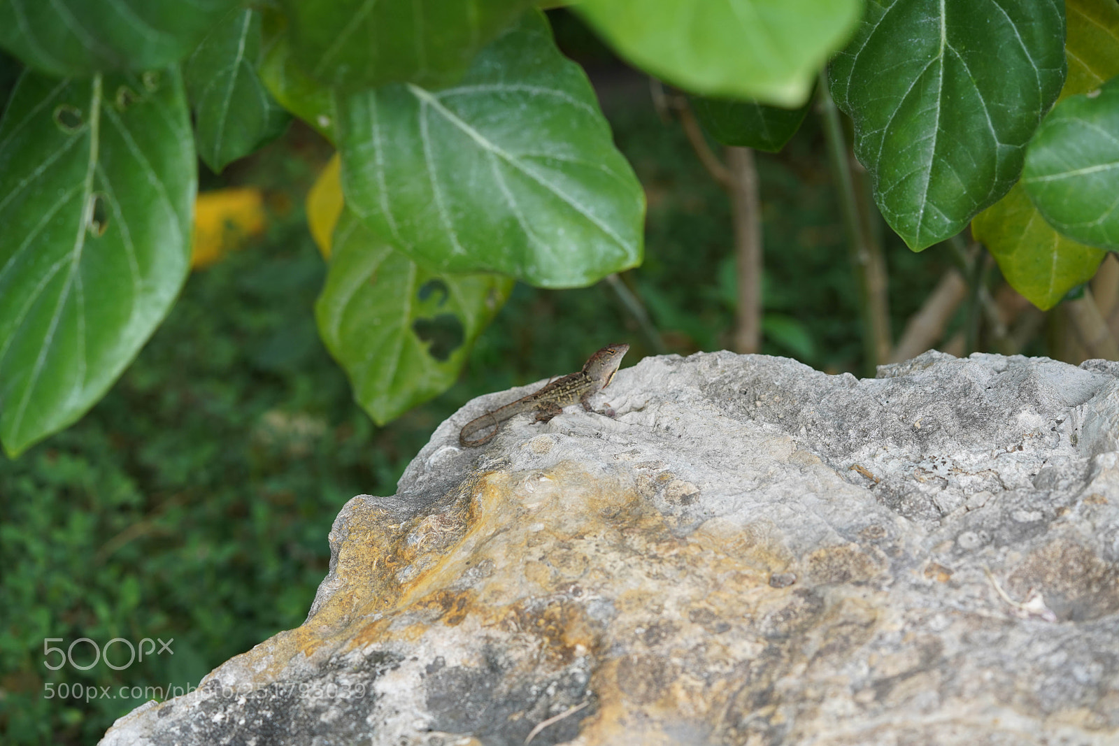 Sony a7R III sample photo. Nature's desires photography