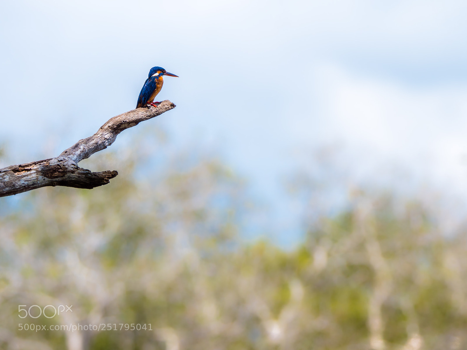 Panasonic Lumix DC-G9 sample photo. Kingfisher photography