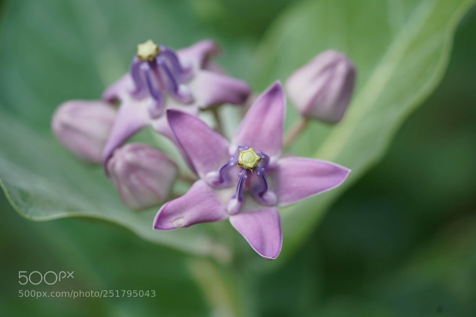 Sony a7R III sample photo. Nature's desires photography