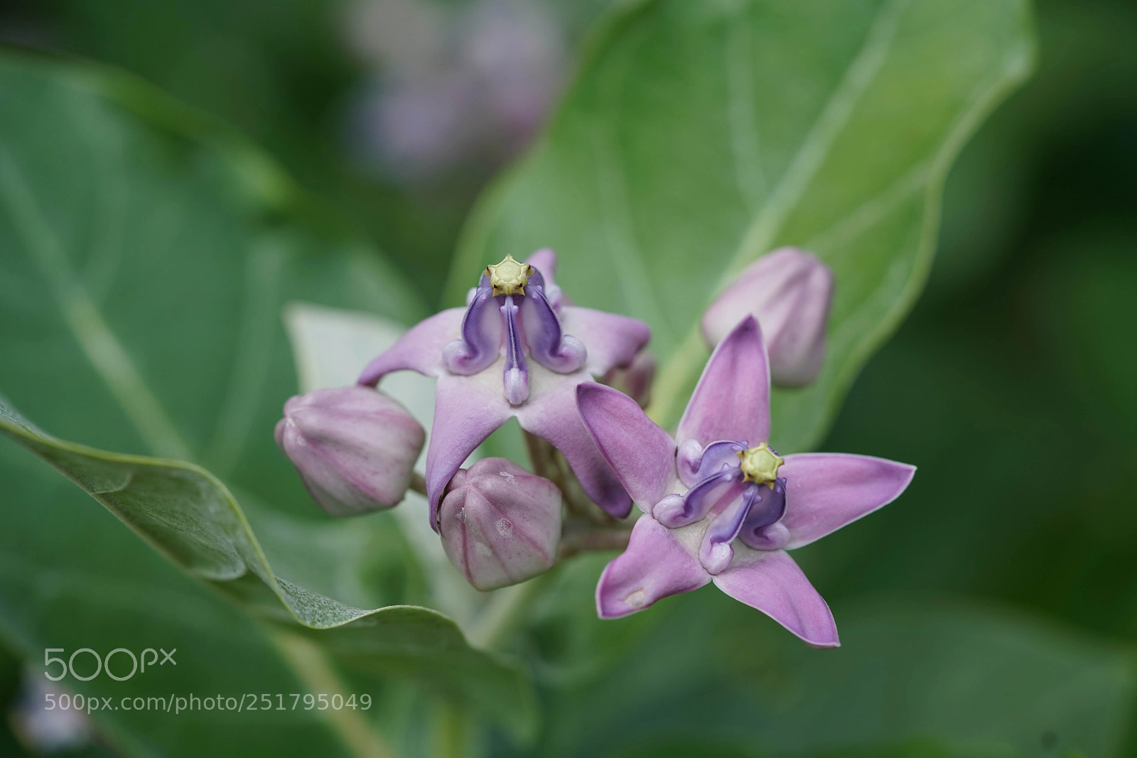 Sony a7R III sample photo. Nature's desires photography