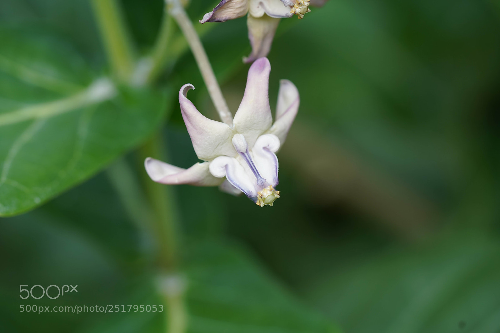 Sony a7R III sample photo. Nature's desires photography