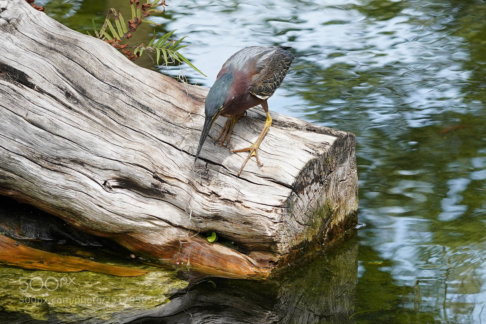 Sony a7R III sample photo. Nature's desires photography