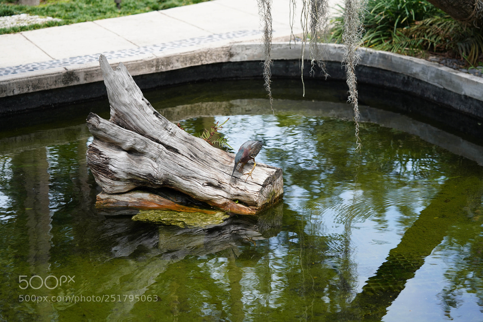 Sony a7R III sample photo. Nature's desires photography