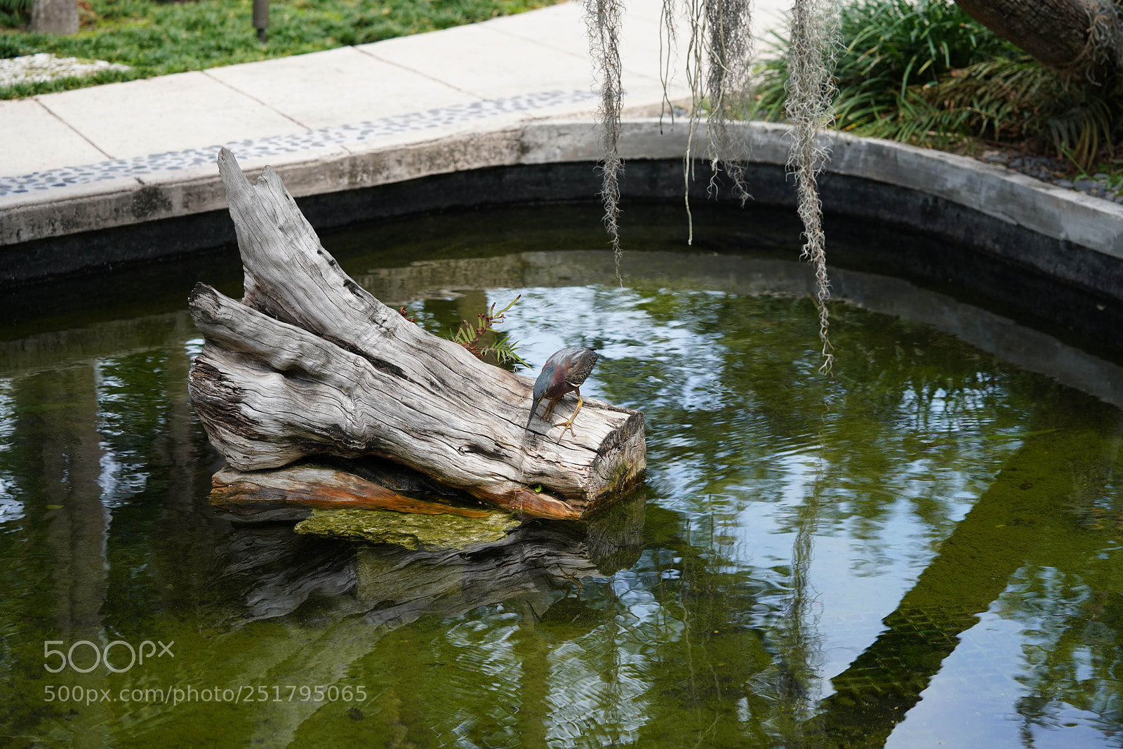 Sony a7R III sample photo. Nature's desires photography