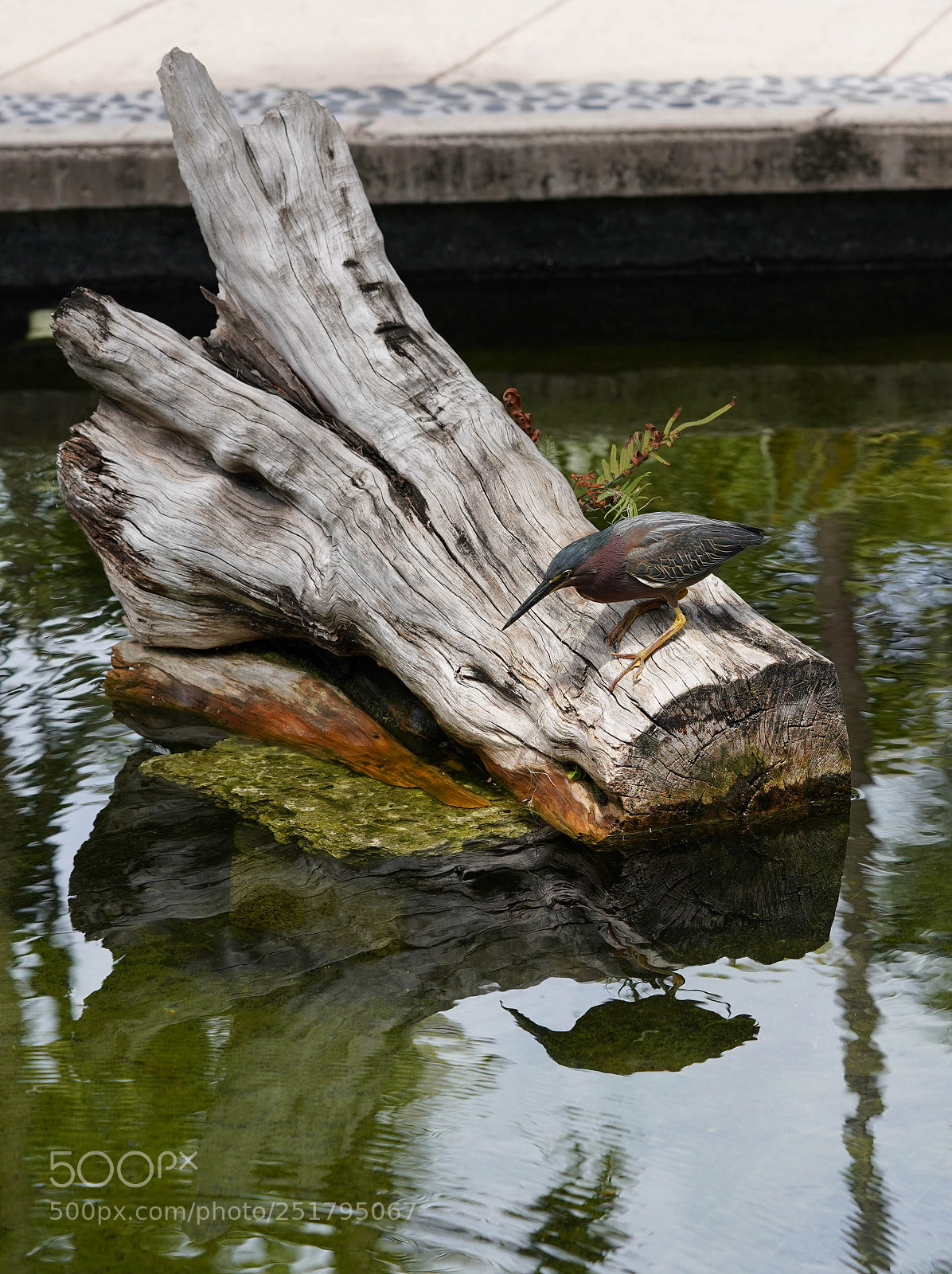 Sony a7R III sample photo. Nature's desires photography
