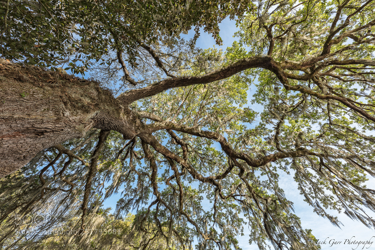 Canon EOS 5DS sample photo. Giant oak tree vertical photography