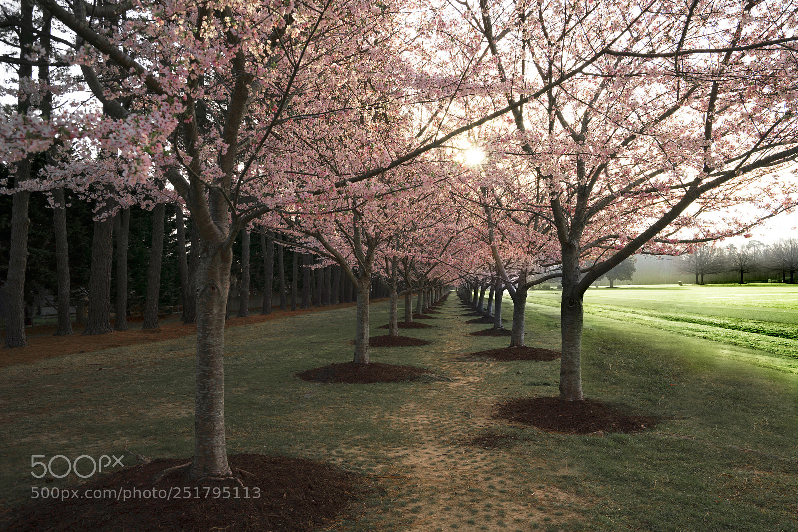 Sony a7R III sample photo. Cherry blossom trees photography