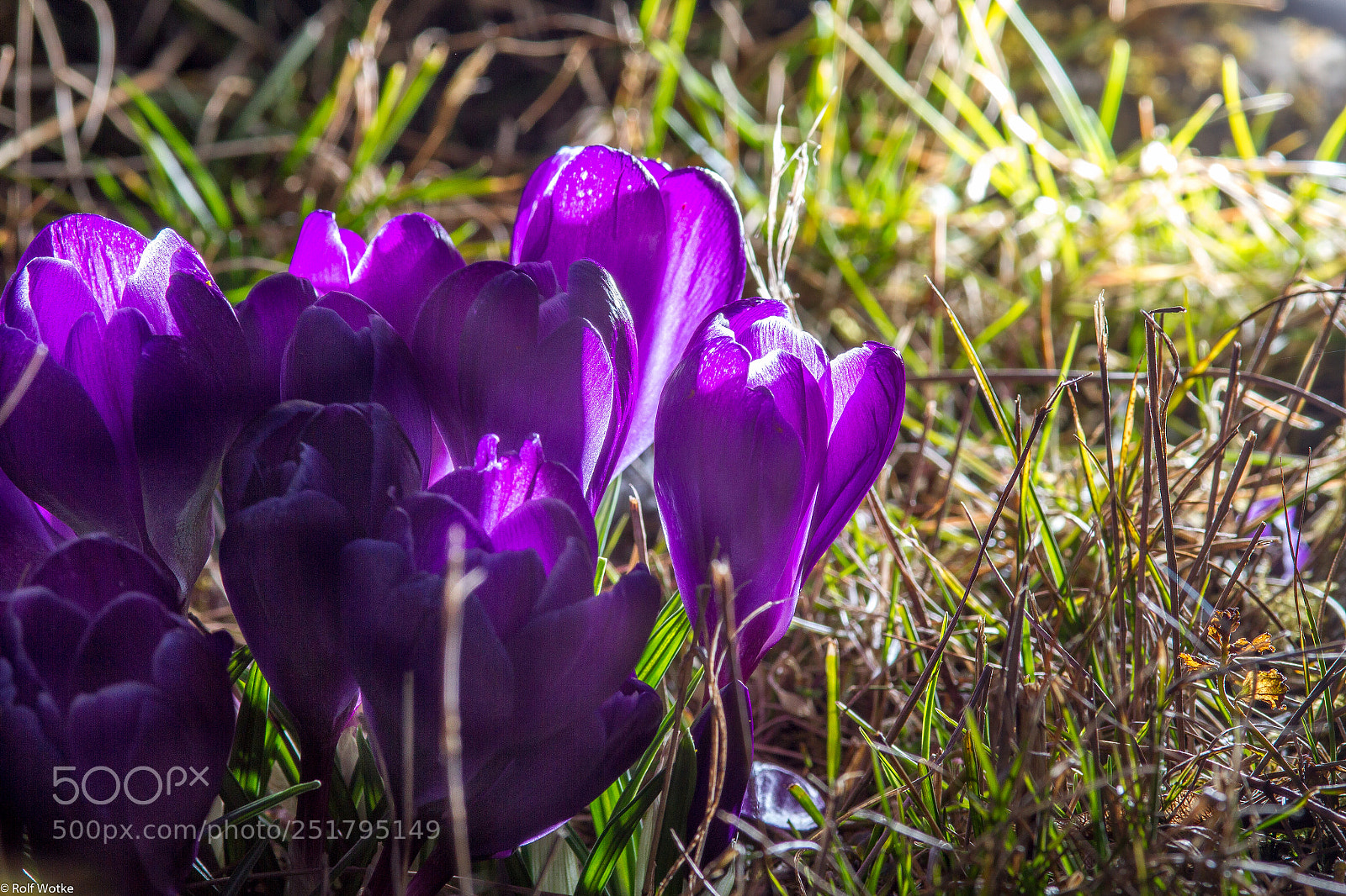 Canon EOS 7D sample photo. Krokusse purple photography