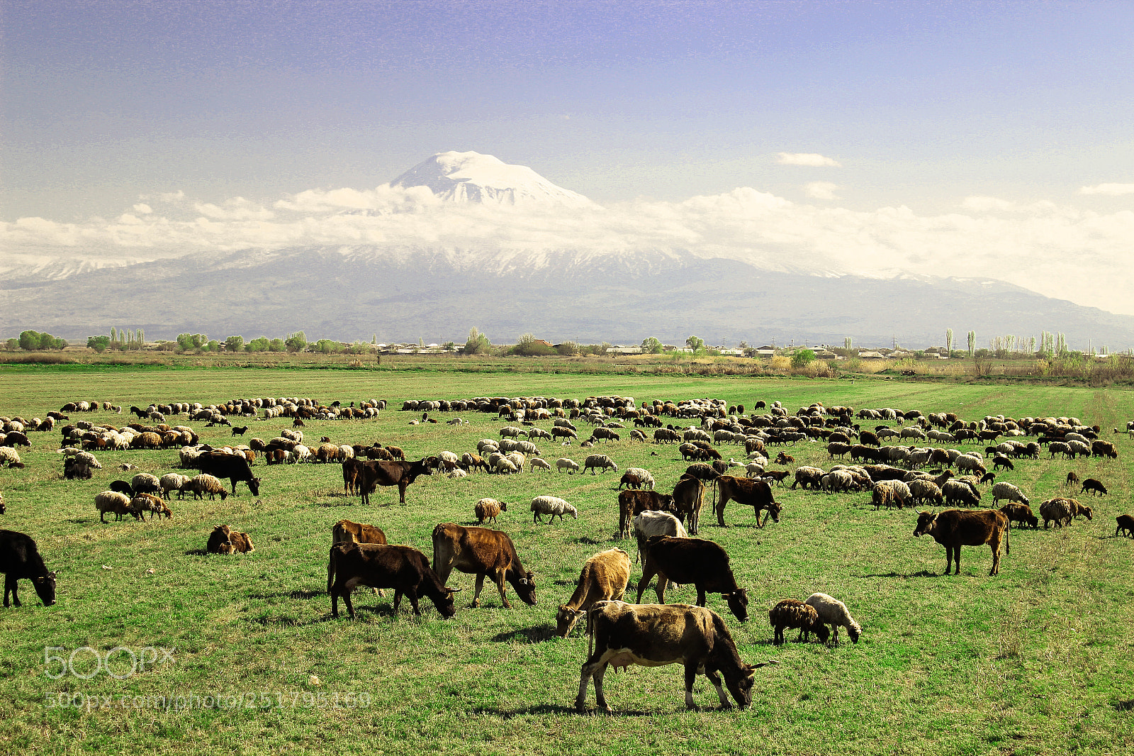 Canon EOS 600D (Rebel EOS T3i / EOS Kiss X5) sample photo. Mountain ararat,cows photography